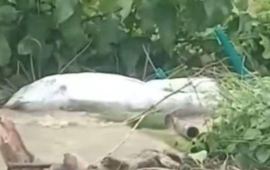 সাতকানিয়ায় বন্যার স্রোতে কবরস্থান থেকে ভেসে উঠল ৩ মরদেহ, টেকসই বাঁধের দাবি